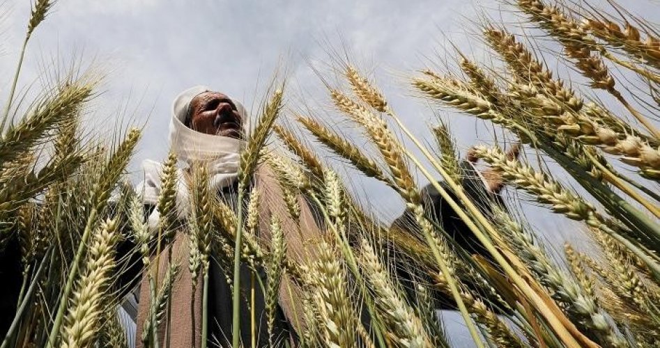 محصول القمح (أرشيفية)