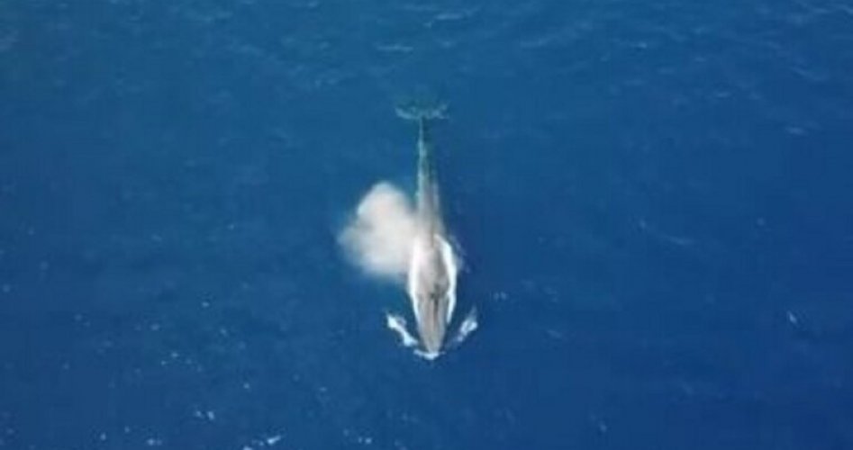 الالاف يغردون على هاشتاغ الحوت الازرق، ما القصة!
