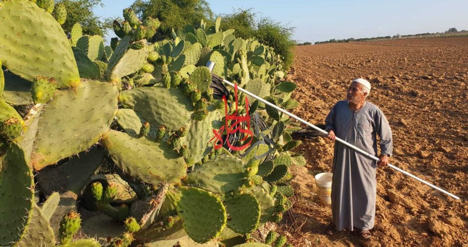 فلسطيني ستيني يلتقط ثمار الصبار