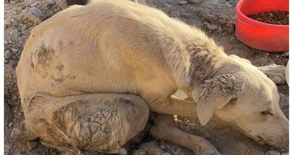 في حادثة هزت الشارع السعودي.. تعذيب كلب بطريقة وحشية حتى الموت