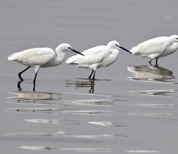 طيور اسبانية وافريقية نادرة مهاجرة تظهر في الجهراء بالكويت