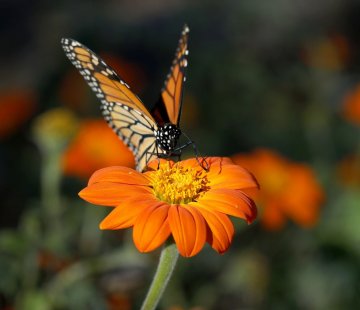 فراشة الملك تهبط في حديقة رينكونادا المجتمعية بولاية كاليفورنيا الأميركية