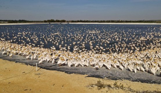 مئات الطيور المهاجرة تهبط مستنقع مياه شمال تل أبيب في فلسطين المحتلة
