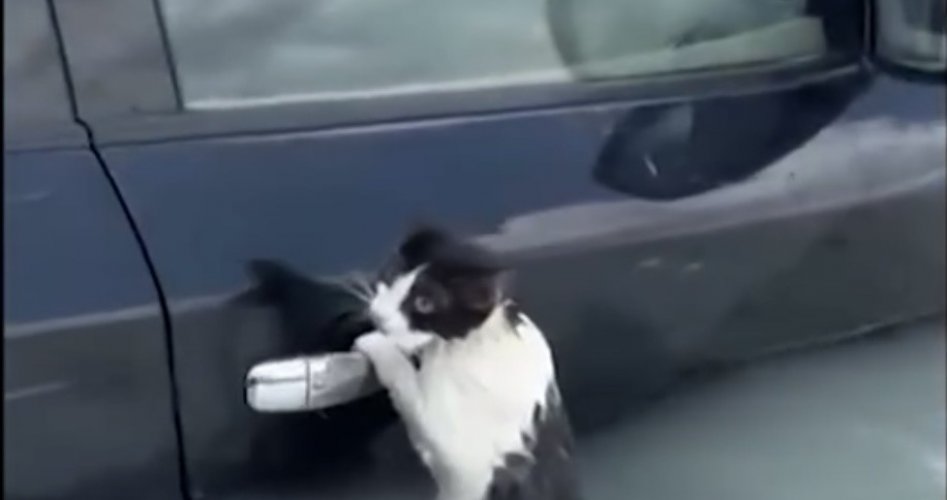 قطة عالقة بسيارة في دبي
