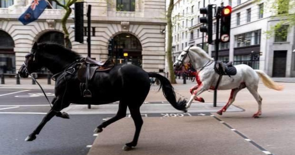 خيول عسكرية تخرج عن المألوف وتتسبب في فوضى وإصابة عدة أشخاص في لندن