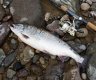السلطات الأمريكية تقرر منع صيد سمك السلمون