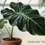 alocasia wentii
