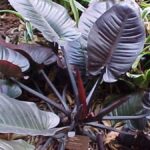 philodendron black cardinal