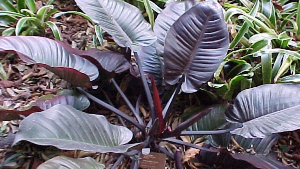 philodendron black cardinal